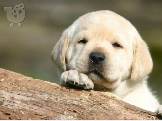 PoulaTo: Labrador κουταβακια