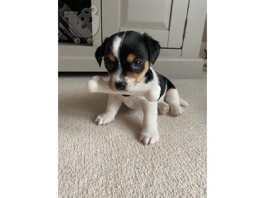 Εκπληκτικά κουτάβια Jack Russell