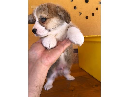 PoulaTo: Welsh Corgi κουτάβια
