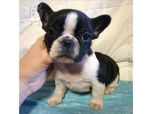 PoulaTo: French Bulldogs Available