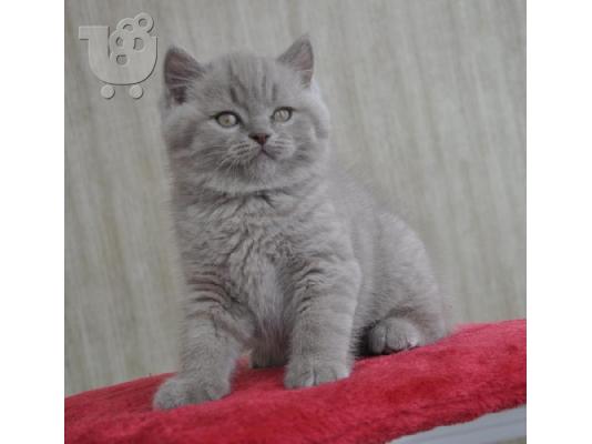 PoulaTo: Tortie British Shorthair