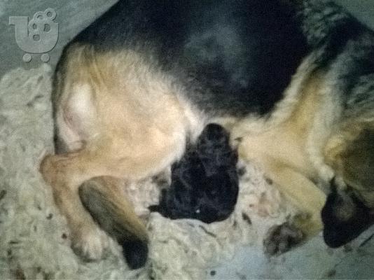 Υπέροχο Χριστουγεννιάτικο Δώρο– German Shepherd