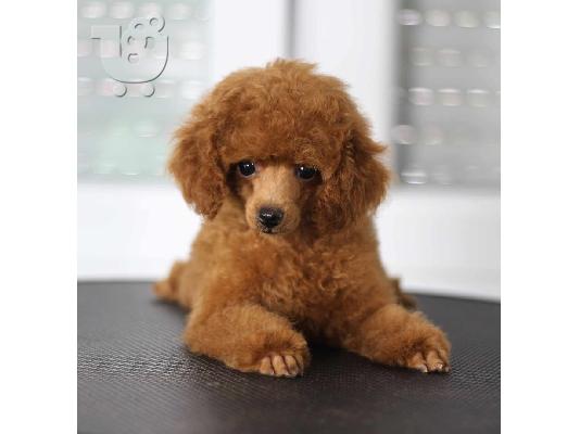 Πωλούνται κουτάβια Toy Poodle