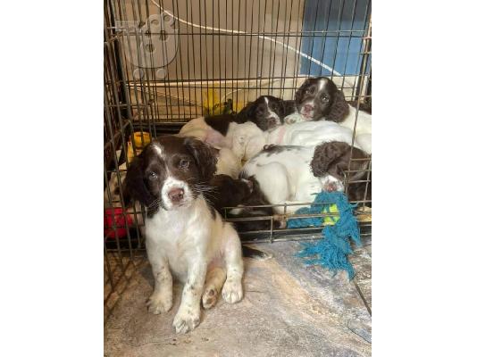 PoulaTo: Όμορφα αγγλικά κουτάβια Springer Spaniels