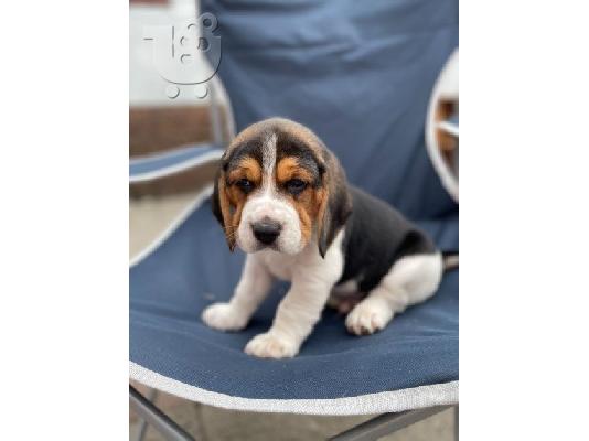 PoulaTo: Όμορφα κουτάβια Beagle για καλό σπίτι
