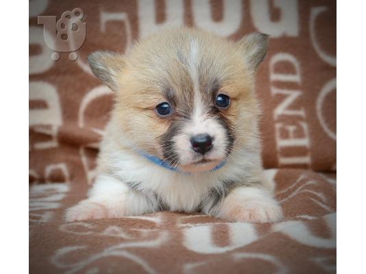 Welsh Corgi Pembroke Πανέμορφα Κουτάβια