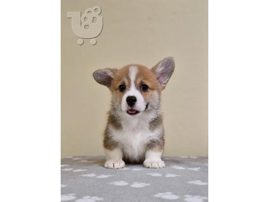 PoulaTo: Κουτάβια Welsh Corgi Pembroke