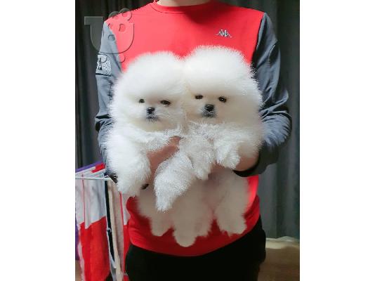 PoulaTo: Δύο όμορφα κουτάβια Pomeranian