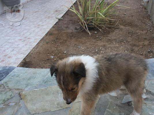 Πανέμορφα κουτάβια Collie