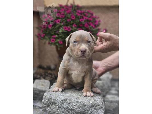 Κουτάβια American Bully XL προς πώληση