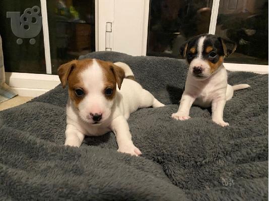 PoulaTo: Πωλείται κουτάβι Jack Russell Terrier