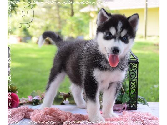 Καταχωρισμένα κουτάβια Σιβηρίας Husky προς πώληση