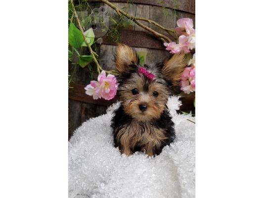 PoulaTo: Yorkier Puppies