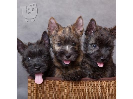 PoulaTo: Ποιοτικά, κουτάβια Cairn terrier