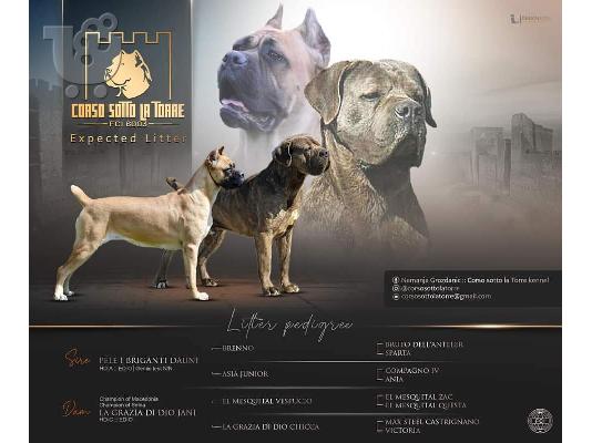 Cane Corso κουτάβια