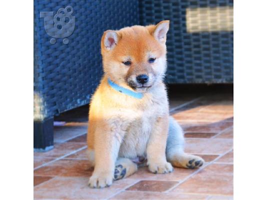 PoulaTo: Κουτάβια Shiba Inu