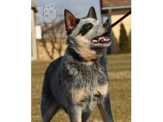 PoulaTo: Κουτάβια Australian Cattle Dog