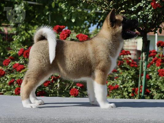 Κουτάβια American Akita