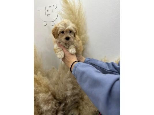 Διατίθενται προς πώληση κουτάβια Maltipoo