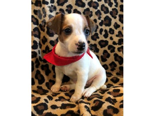 PoulaTo: Jack Russell Terrie Puppies
