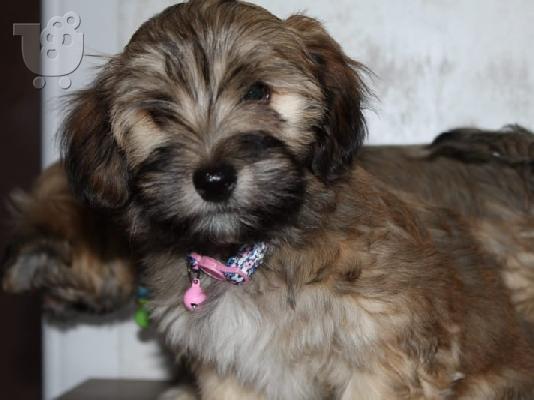 Κουτάβι Havanese bichon