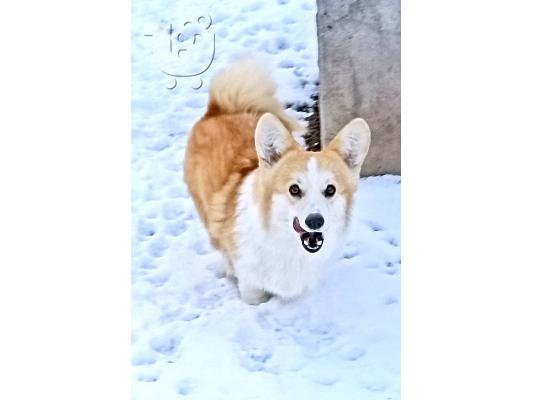 PoulaTo: Pembroke Welsh Corgi