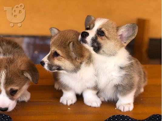 Welsh Corgi κουτάβια