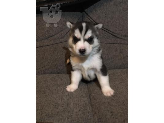 Όμορφα Husky της Σιβηρίας
