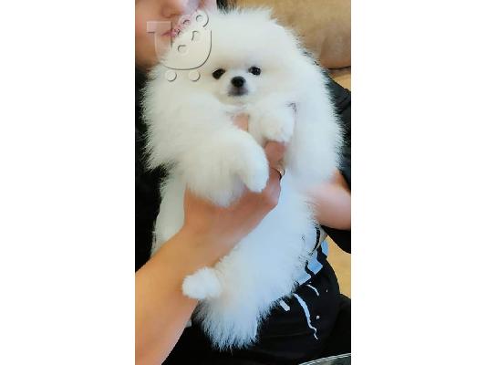 PoulaTo: Σούπερ αξιολάτρευτα κουτάβια Pomeranian