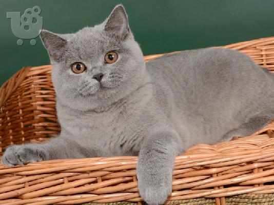 PoulaTo: Βρετανοί γατάκια μικρού μήκους