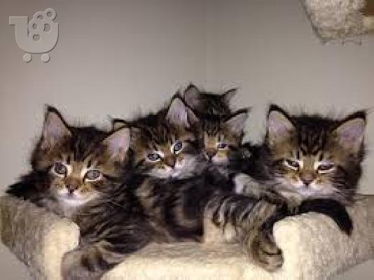 maine coon γατάκια διαθέσιμα τώρα