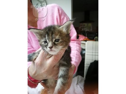 Mačići Maine Coon na prodaju