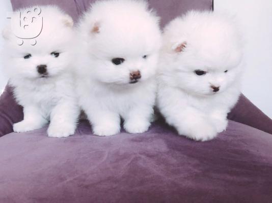 PoulaTo: Σούπερ χαριτωμένα κουτάβια Pomeranian