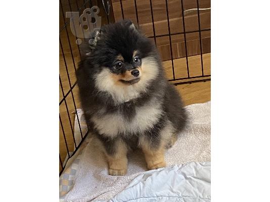 Pomeranian Spitz κουτάβια