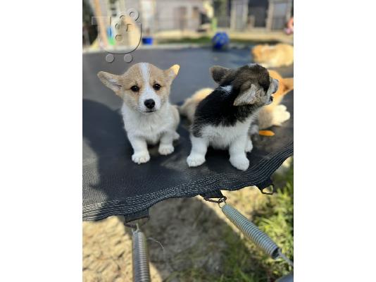 Κουτάβια Welsh Corgi Pembroke