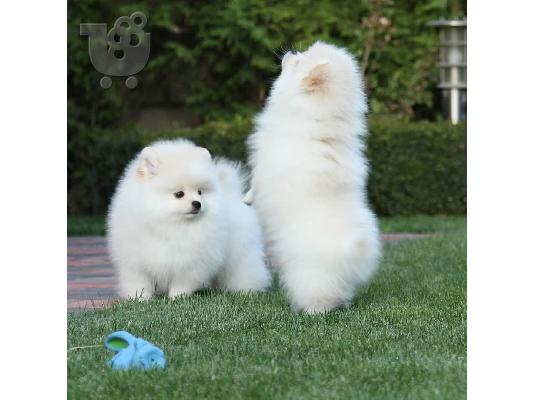 PoulaTo: Καταπληκτικά κουτάβια από Pomeranian!