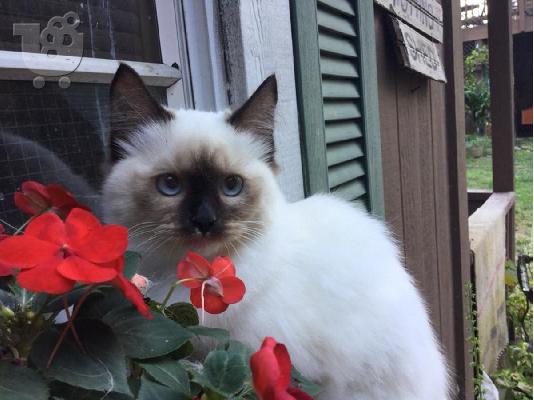 PoulaTo: Δύο γατάκια Ragdoll !!!!!!