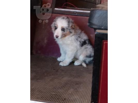 PoulaTo: Γοητευτικά κουτάβια Australian Shepherd προς πώληση