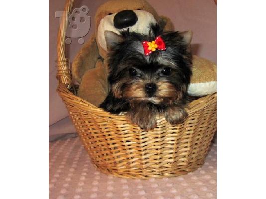 PoulaTo: YORKSHIRE MINI PUPPIES