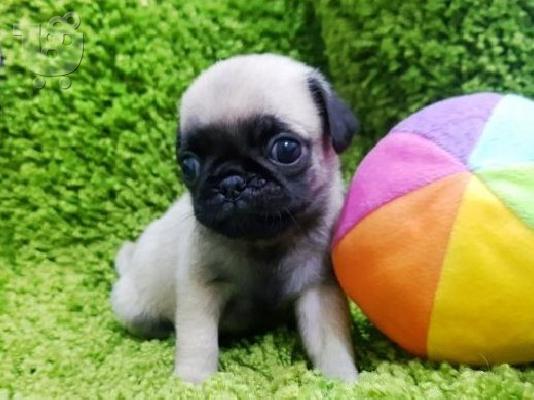 PoulaTo: Pug Puppy