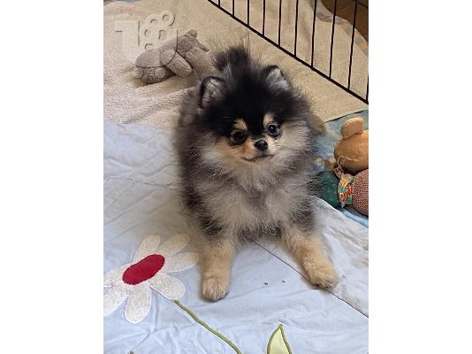 Pomeranian Spitz κουτάβια