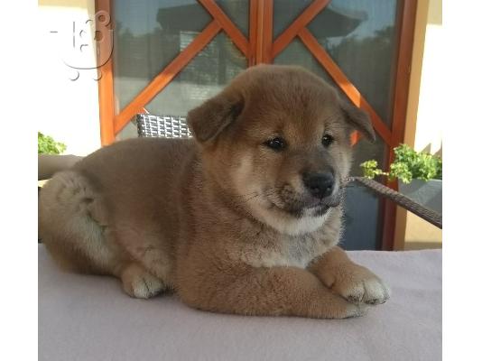 Shiba inu κουτάβια