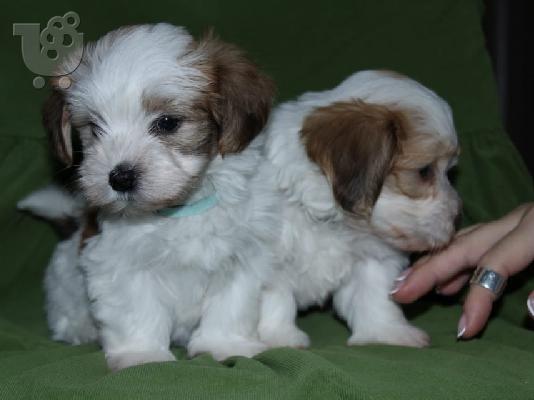 Havanese bichon κουτάβια