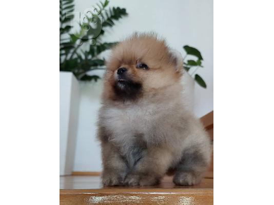 PoulaTo: Pomeranian Spitz