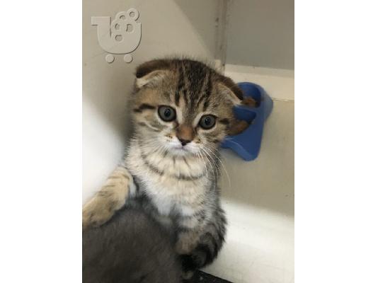 PoulaTo: Όμορφα Scottish Fold Kittens