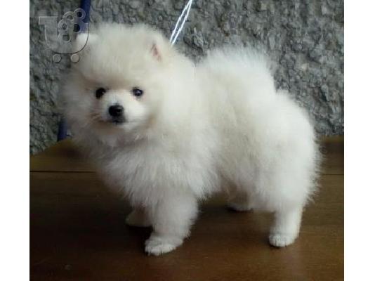 Pomeranian καθαροαιμα θεσσαλονικη 6988190151