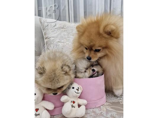 Pomeranians κουτάβια BOO καθαρόαιμα