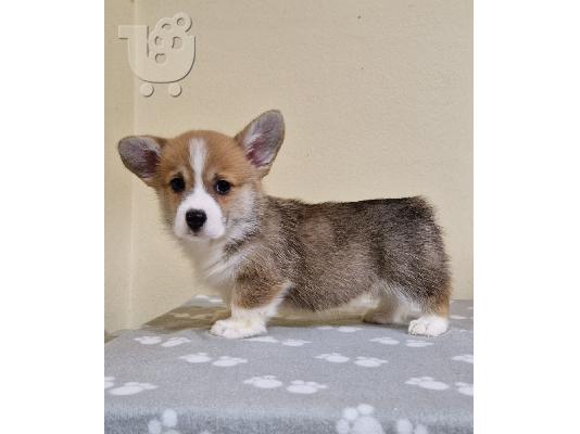 Κουτάβια Welsh Corgi Pembroke