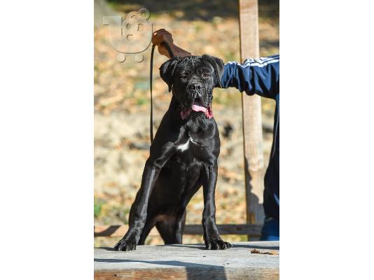 Κουτάβι θηλυκό Cane Corso προς πώληση