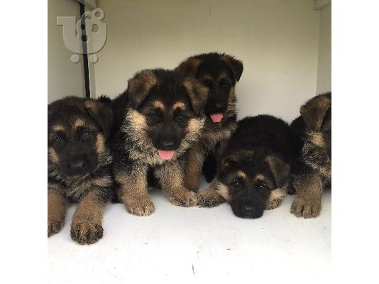 Υπέροχο Χριστουγεννιάτικο Δώρο– German Shepherd